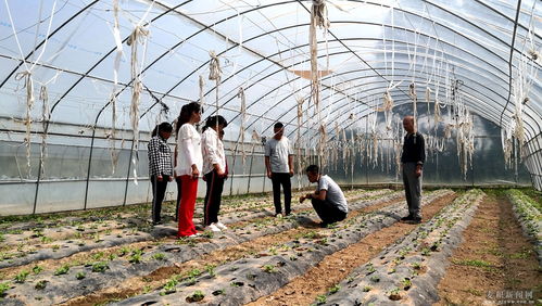 麥積區 科技特派員深入田間地頭，為蔬菜種植注入新動能