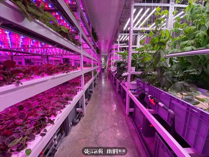 “航天蔬菜”杭州有同款，人造陽光和空氣，全程不用農藥，帶你走進神奇植物工廠