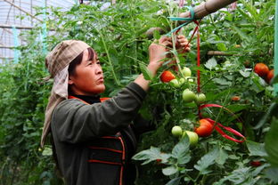 打造特色蔬菜種植基地，助力鄉村振興新引擎